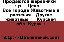 Продаются жеребчики 14,15 16 г.р  › Цена ­ 177 000 - Все города Животные и растения » Другие животные   . Курская обл.,Курск г.